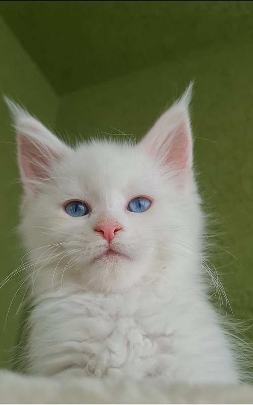 Maine Coon Kittens