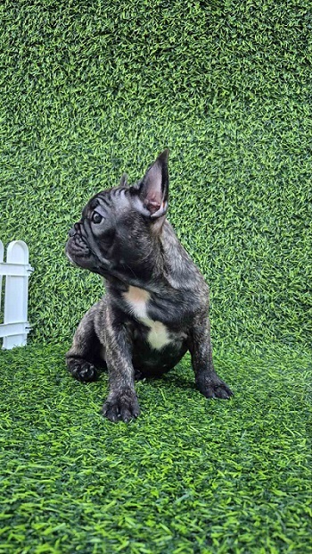 French Bulldog