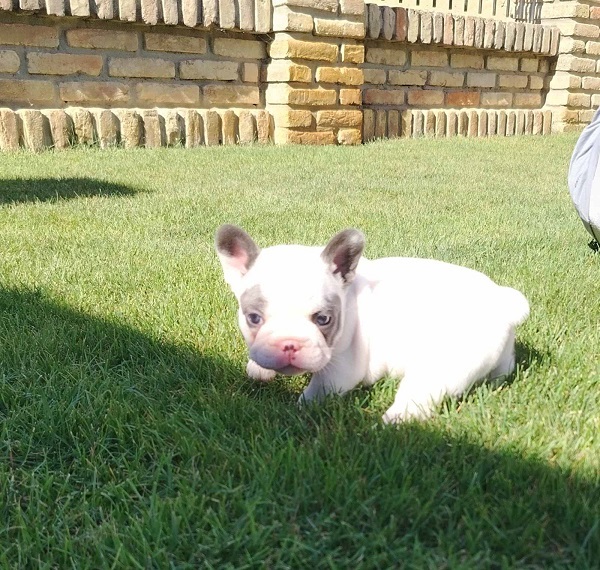 French Bulldog