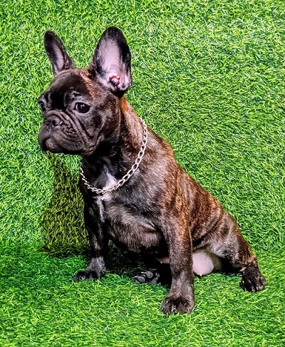 FRENCH BULLDOG - female puppy