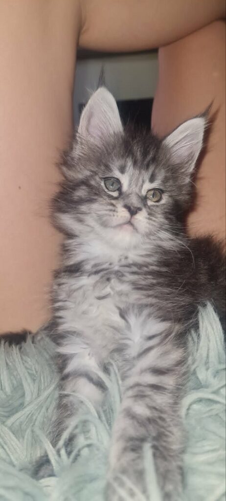 Maine Coon Kittens