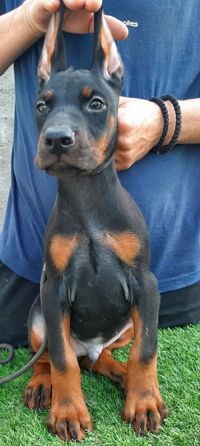 Doberman