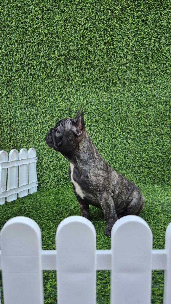 French Bulldog