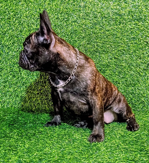FRENCH BULLDOG - female puppy