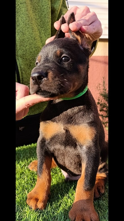 Doberman