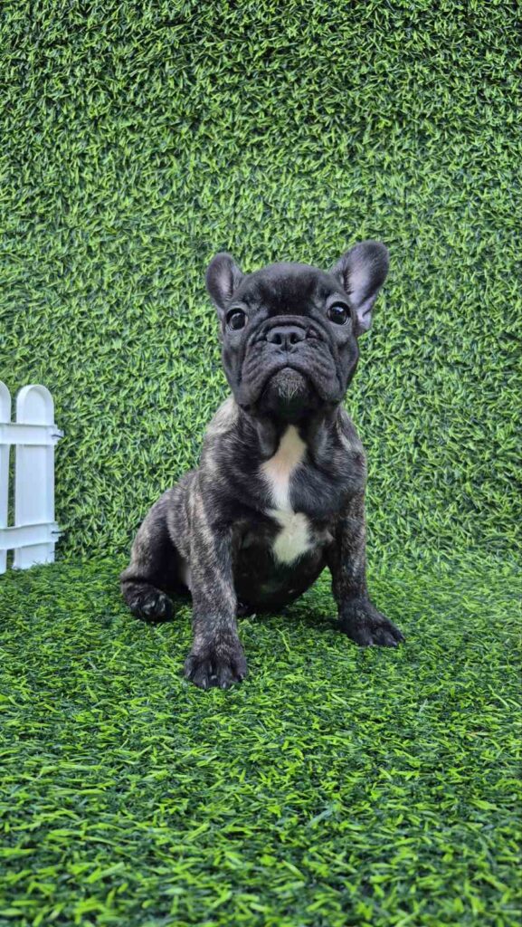 French Bulldog
