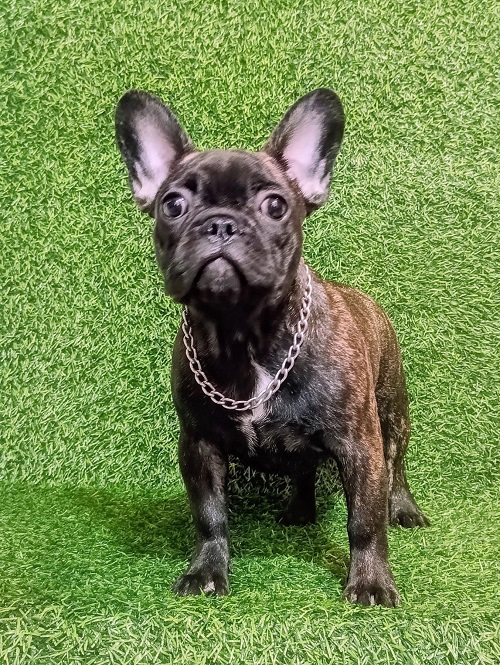 FRENCH BULLDOG - female puppy