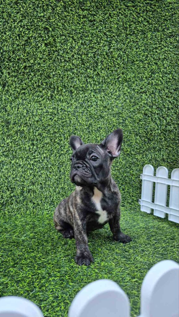 French Bulldog