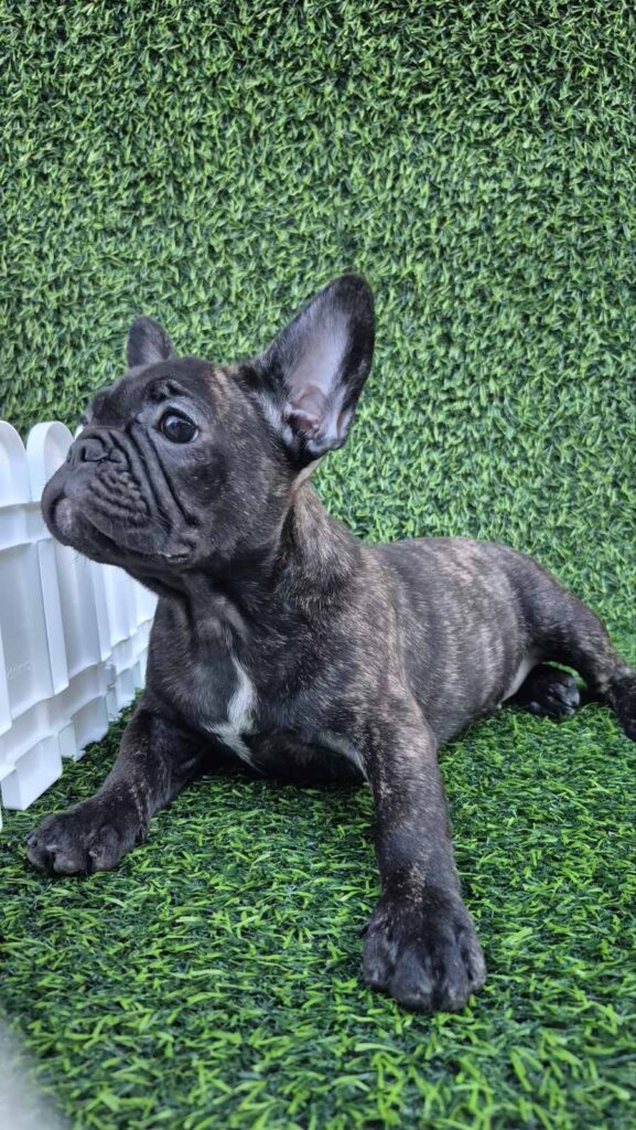 French Bulldog