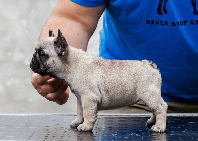 French bulldog, puppies