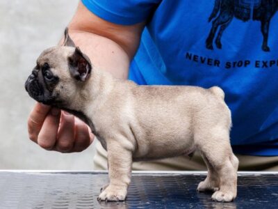 French bulldog, puppies