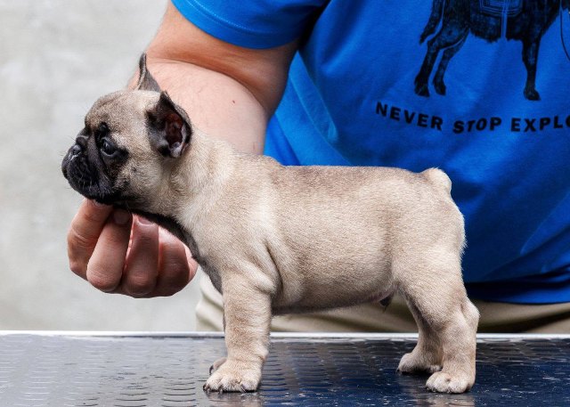 French bulldog, puppies