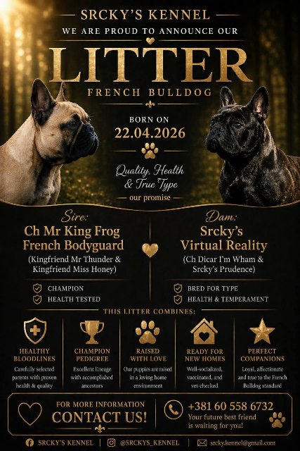 French bulldog, puppies