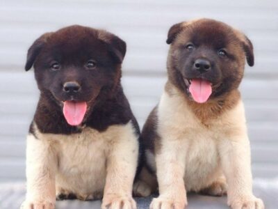American Akita, new litter