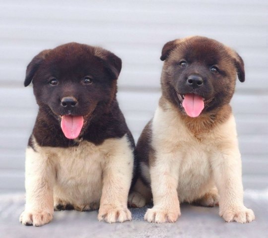 American Akita, new litter