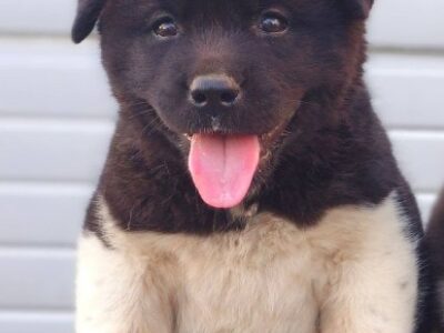 American Akita puppies