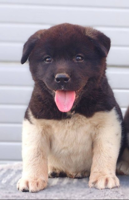 American Akita puppies
