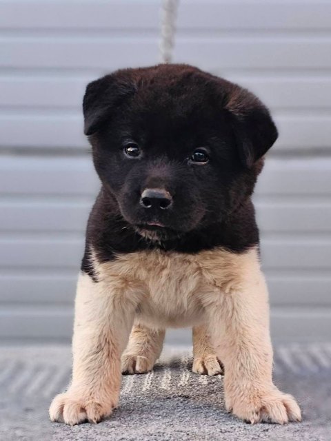American Akita puppies