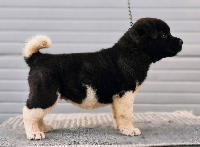 American Akita puppies