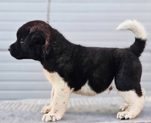 American Akita, new litter