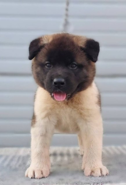 American Akita, new litter