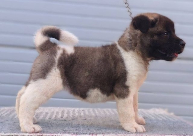 American Akita, TOP puppies