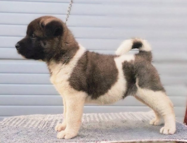 American Akita puppies