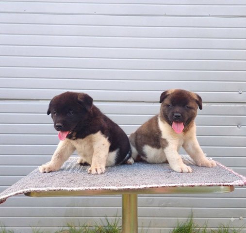 American Akita puppies