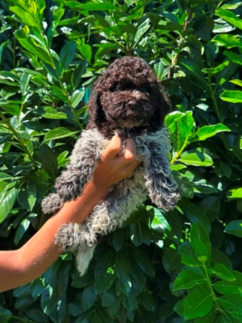 Lagotto Romagnolo puppies