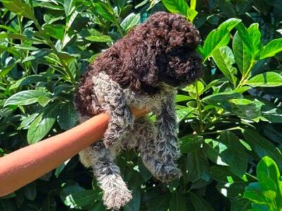 Lagotto Romagnolo puppies