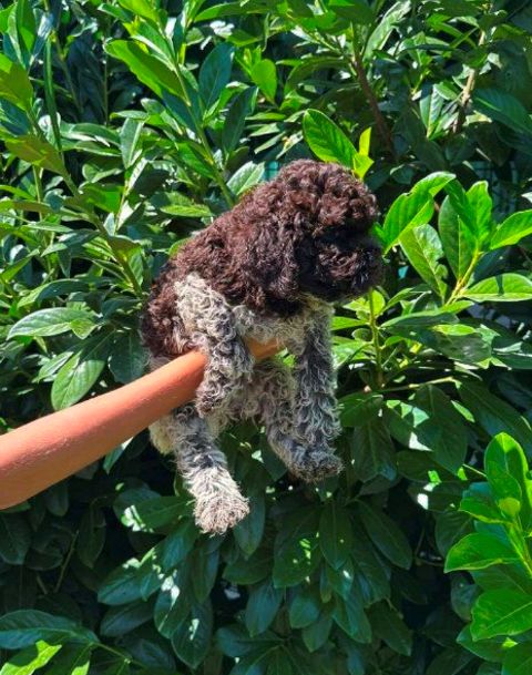 Lagotto Romagnolo puppies