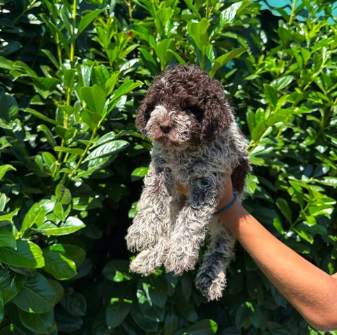 Lagotto Romagnolo puppies