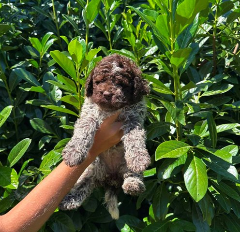 Lagotto Romagnolo puppies