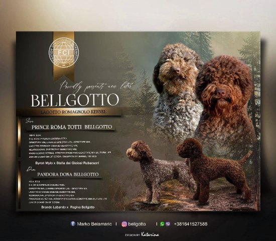 Lagotto Romagnolo puppies