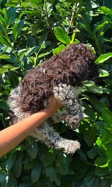 Lagotto Romagnolo puppies