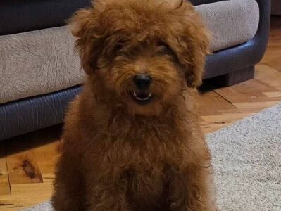 Red toy poodle puppies