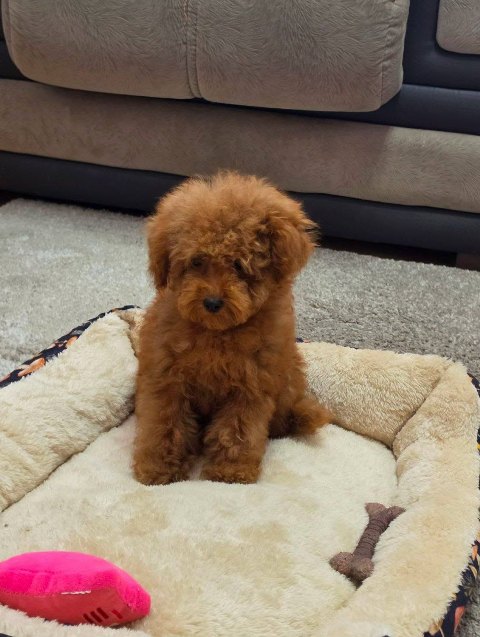 Red toy poodle puppies