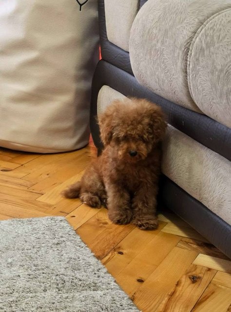Red toy poodle puppies