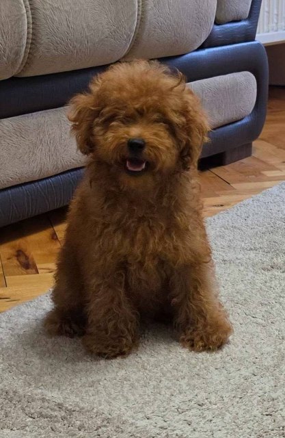 Red toy poodle puppies