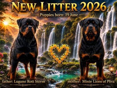 Rottweiler puppies
