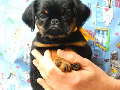 Belgian (Brussels) Griffon - excellent puppies