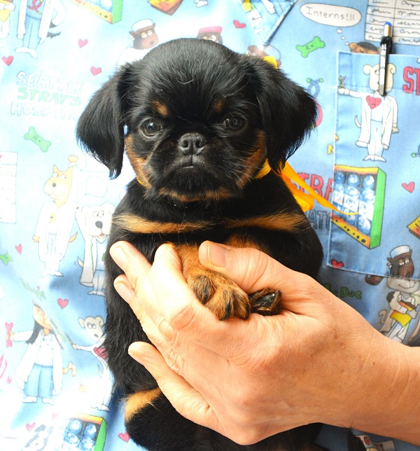 Belgian (Brussels) Griffon - excellent puppies