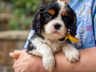 Cavalier King Carls Spaniel top puppies