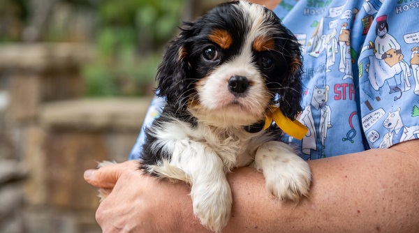 Cavalier King Carls Spaniel top puppies