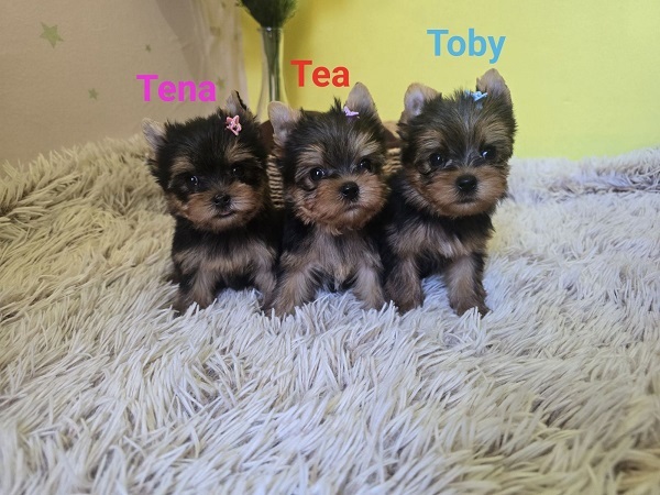 Mini Yorkshire Terrier