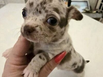 Mini and micro Chihuahua puppies