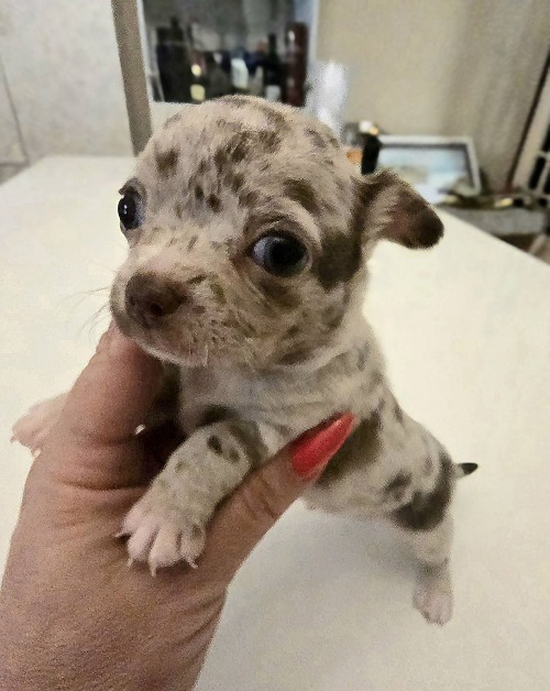 Mini and micro Chihuahua puppies