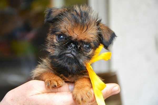 Belgian (Brussels) Griffon - excellent puppies