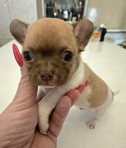 Mini and micro Chihuahua puppies