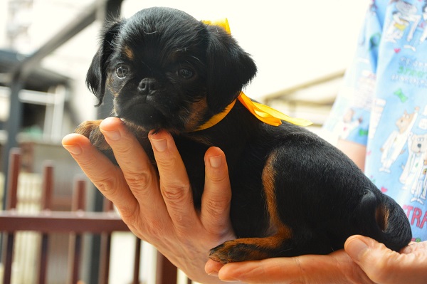 Belgian (Brussels) Griffon - excellent puppies